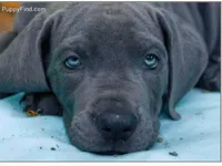 pup12, a male Great Dane for sale in Woodbridge, CT – 5 of 5