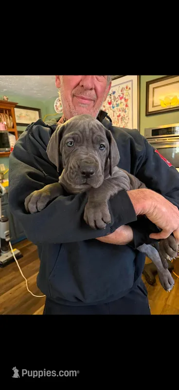 blue 56 – Great Dane puppy for sale in Woodbridge, CT