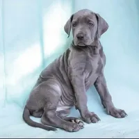 Pup1, a male Great Dane for sale in Woodbridge, CT – Photo 3 of 4