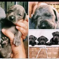 Pup1, a male Great Dane for sale in Woodbridge, CT – Photo 2 of 4