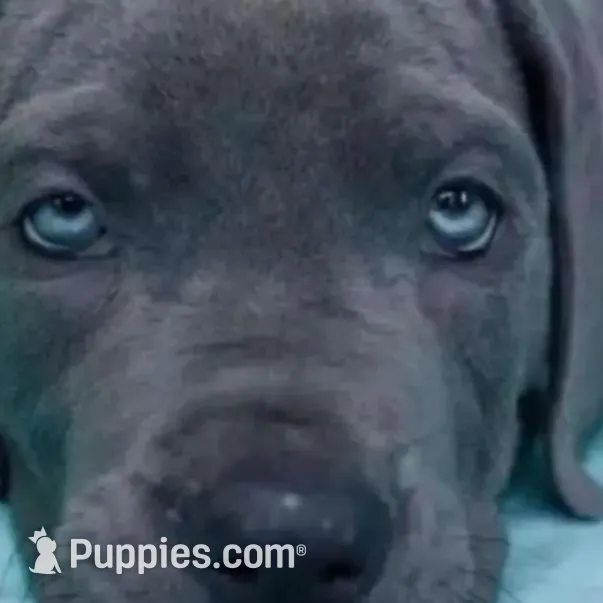 Blue Great Dane Puppy 2, a male Great Dane for sale in Woodbridge, CT – Photo 4 of 4