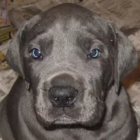 Pup1, a male Great Dane for sale in Woodbridge, CT – Photo 1 of 4