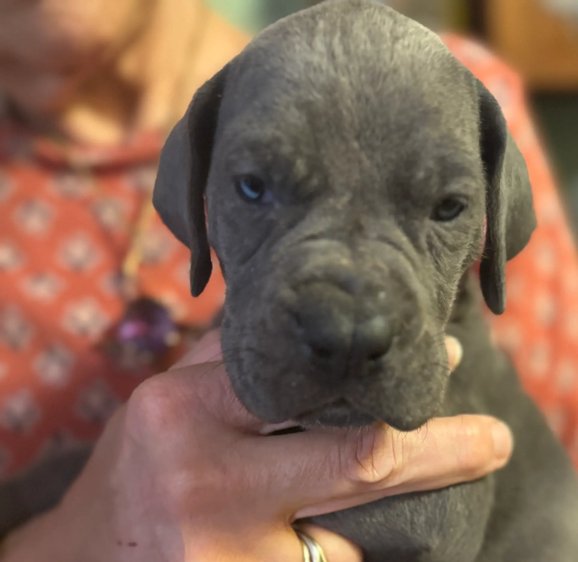 processed/2fbb4d3f-1a61-44dd-b51c-dad8f3ecba77/listing/3fe0ec33-3ebb-42df-ac6a-c9b5bb20fb5f/50b071bf-b1b3-4c4e-804a-d0b5ef1544f7