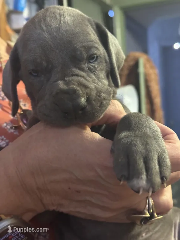 pup12 – Great Dane puppy for sale in Woodbridge, CT