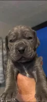 pup 18, a male Great Dane for sale in Woodbridge, CT – 4 of 4