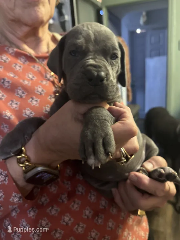 blue 56 – Great Dane puppy for sale in Woodbridge, CT