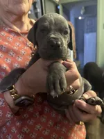 blue 56, a male Great Dane for sale in Woodbridge, CT – 1 of 2