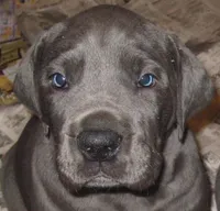 pup12, a male Great Dane for sale in Woodbridge, CT – 3 of 5
