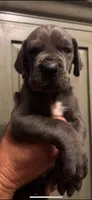 blue 56, a male Great Dane for sale in Woodbridge, CT – 6 of 7