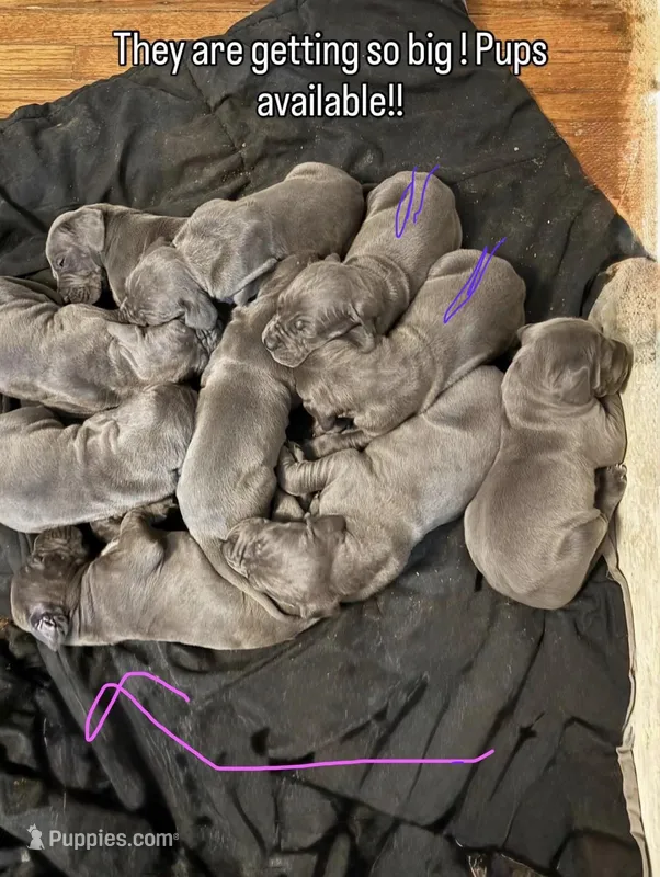 blue 56, a male Great Dane for sale in Woodbridge, CT – Photo 1 of 5