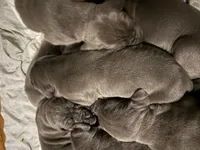 blue 56, a male Great Dane for sale in Woodbridge, CT – Photo 3 of 5