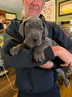 pup 9, a male Great Dane for sale in Woodbridge, CT – 5 of 6