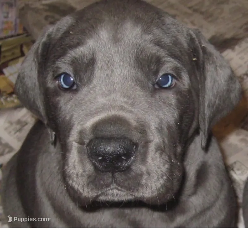 pup 9 – Great Dane puppy for sale in Woodbridge, CT