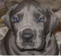 pup 9, a male Great Dane for sale in Woodbridge, CT – 1 of 6