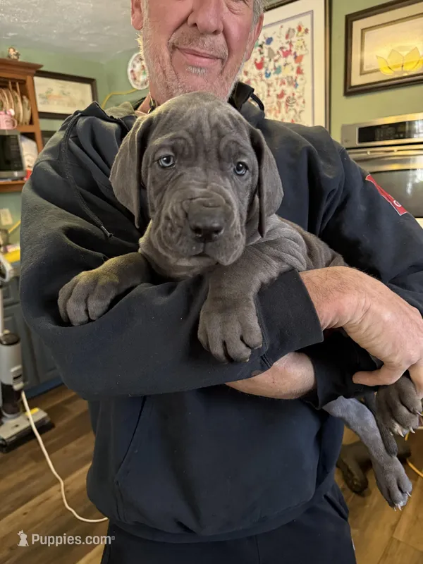 pup 10 – Great Dane puppy for sale in Woodbridge, CT