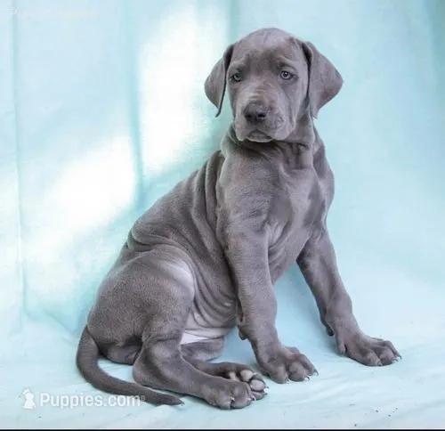 pup12 – Great Dane puppy for sale in Woodbridge, CT