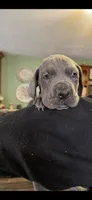 Blue Great Dane Puppy 3, a male Great Dane for sale in Woodbridge, CT – 4 of 4