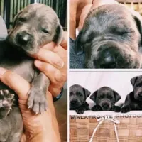 Blue Great Dane Puppy 4, a male Great Dane for sale in Woodbridge, CT – Photo 2 of 3