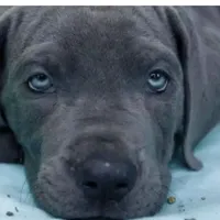 Blue Great Dane Puppy 4, a male Great Dane for sale in Woodbridge, CT – Photo 1 of 3