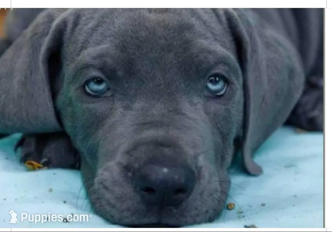 Blue Great Dane Puppy 3 – Great Dane puppy for sale in Woodbridge, CT