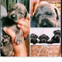 Blue Great Dane Puppy 3, a female Great Dane for sale in Woodbridge, CT – Photo 3 of 3