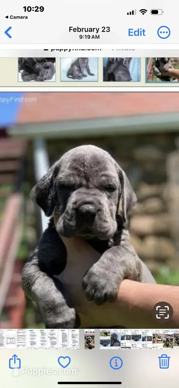 Blue Great Dane Puppy 3 – Great Dane puppy for sale in Woodbridge, CT