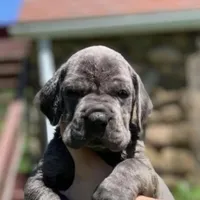 Blue Great Dane Puppy 3, a female Great Dane for sale in Woodbridge, CT – Photo 1 of 3