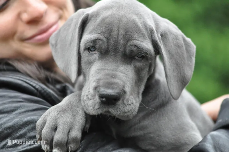Blue Great Dane Puppy 3 – Great Dane puppy for sale in Woodbridge, CT