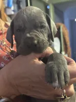 blue 56, a male Great Dane for sale in Woodbridge, CT – 2 of 2