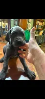 pup 9, a male Great Dane for sale in Woodbridge, CT – 6 of 6