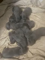 pup 9, a male Great Dane for sale in Woodbridge, CT – Photo 3 of 9