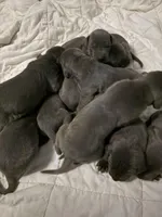 pup 9, a male Great Dane for sale in Woodbridge, CT – Photo 2 of 9