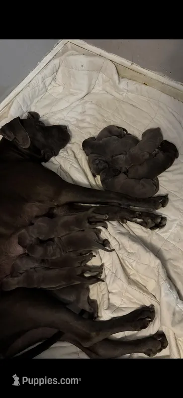 pup 9 – Great Dane puppy for sale in Woodbridge, CT