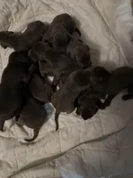 pup 9, a male Great Dane for sale in Woodbridge, CT – Photo 8 of 9