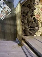 pup 9, a male Great Dane for sale in Woodbridge, CT – Photo 7 of 9