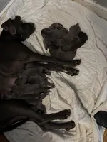 pup 9, a male Great Dane for sale in Woodbridge, CT – Photo 5 of 9