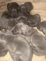 blue pup 7, a female Great Dane for sale in Woodbridge, CT – Photo 3 of 6