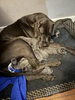 blue pup 7, a female Great Dane for sale in Woodbridge, CT – Photo 1 of 6