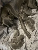 blue pup 7, a female Great Dane for sale in Woodbridge, CT – Photo 4 of 6