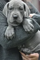 pup11, a male Great Dane for sale in Woodbridge, CT – 2 of 3