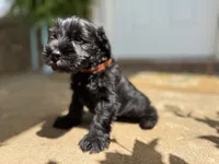 Jr, a male Miniature Schnauzer for sale in Athens, GA – 2 of 6