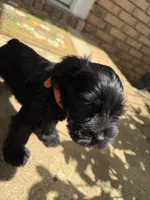 Jr, a male Miniature Schnauzer for sale in Athens, GA – 6 of 6