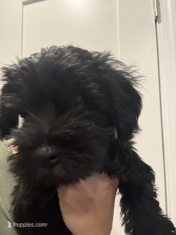 Rosie – Miniature Schnauzer puppy for sale in Athens, GA