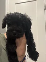 Rosie, a female Miniature Schnauzer for sale in Athens, GA – 2 of 5