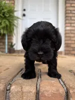 Rosie, a female Miniature Schnauzer for sale in Athens, GA – 4 of 5