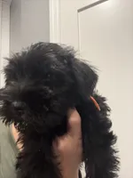 Jr, a male Miniature Schnauzer for sale in Athens, GA – 3 of 6