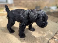 Bruno, a male Miniature Schnauzer for sale in Athens, GA – 5 of 5