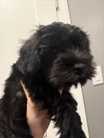 Bruno, a male Miniature Schnauzer for sale in Athens, GA – 3 of 5