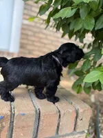 Rosie, a female Miniature Schnauzer for sale in Athens, GA – 5 of 5