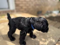 Bruno, a male Miniature Schnauzer for sale in Athens, GA – 1 of 5